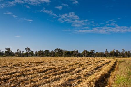 Paddy rice field after harvesting with blue skyの写真素材