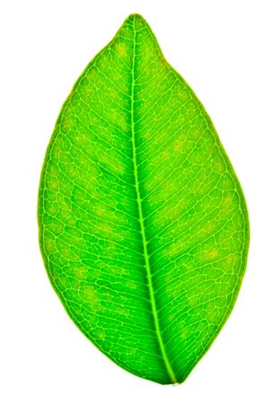 A beautiful green leaf isolated on whiteの写真素材