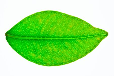 A beautiful green leaf isolated on whiteの写真素材