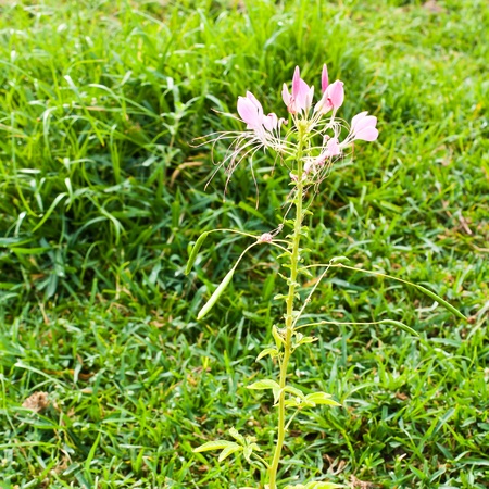 Cleome or Spider Flower, a tall blooming annualの写真素材