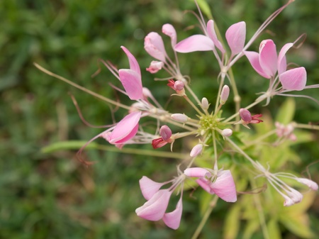 Cleome or Spider Flower, a tall blooming annualの写真素材