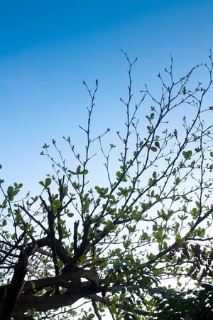 Fresh branches of  tree against the  blue skyの写真素材