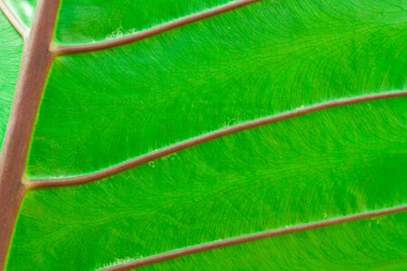 Texture of a green leaf as backgroundの写真素材