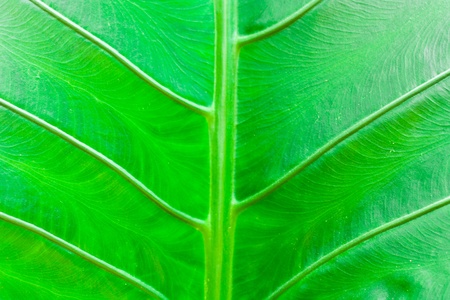 Texture of a green leaf as backgroundの写真素材