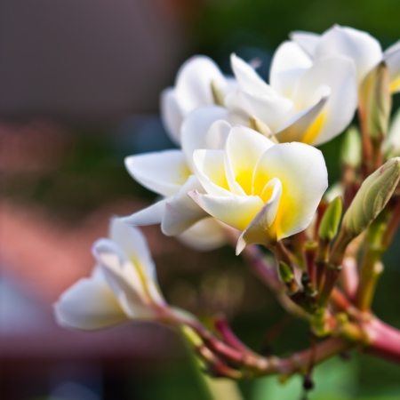 Branch of tropical flowers frangipani  plumeria  for Spa   aromatherapy conceptの写真素材