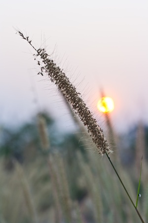 single blade of grass against the sunの写真素材