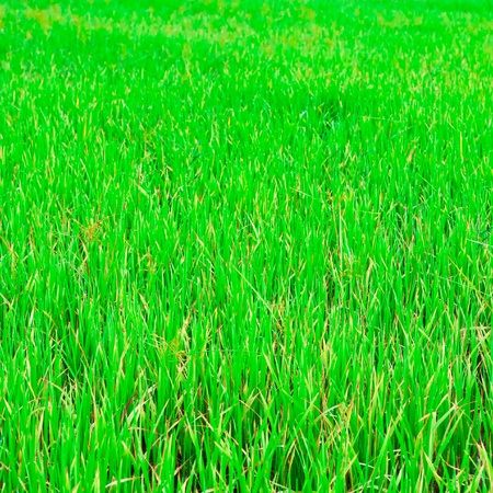 Green rice fields in North-Eastern Highlands of Thailandの写真素材