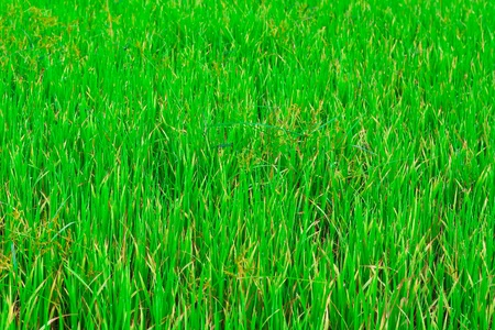 Green rice fields in North-Eastern Highlands of Thailandの写真素材