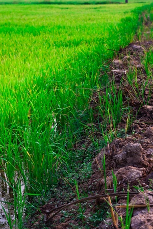 Green rice fields in North-Eastern Highlands of Thailandの写真素材