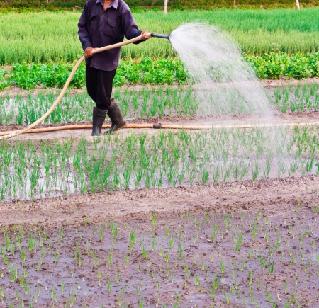 Asian man watering with the shower in the vegetables gardenの写真素材