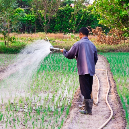 Asian man watering with the shower in the vegetables gardenの写真素材