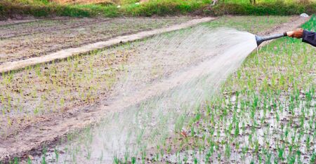 Asian man watering with the shower in the vegetables gardenの写真素材