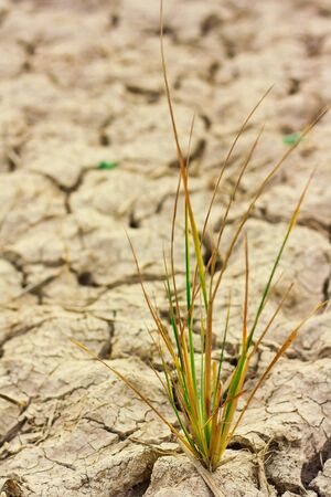 Survive small plant in dry brown soilの写真素材