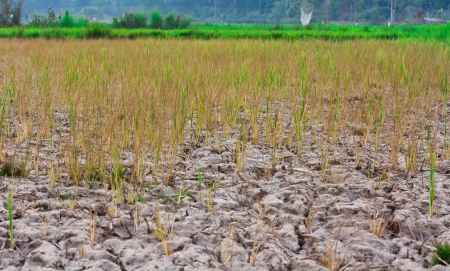Young plants struggling to grow in barren fieldsの写真素材