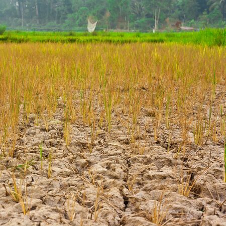 Young plants struggling to grow in barren fieldsの写真素材