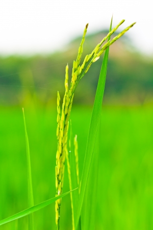 Rice  Spikelet of rice on the background of green leaves の写真素材