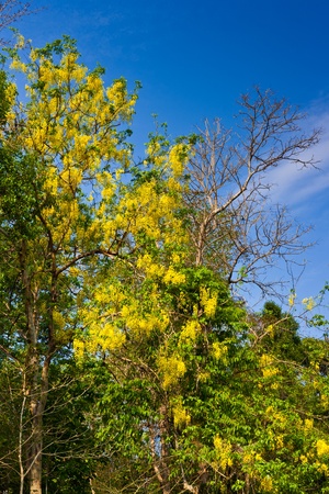 Yellow flower tree with dead tree against blue skyの写真素材