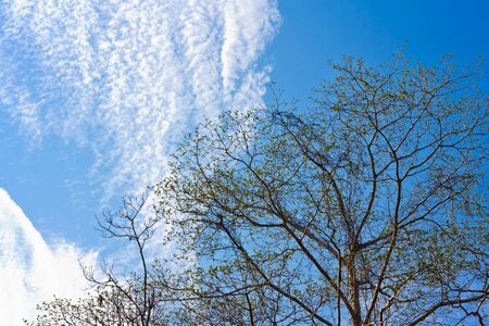 Spring tree leaves against blue sky with white clouds の写真素材