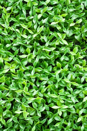 artificial tiny green leaves texture for backgroundの写真素材