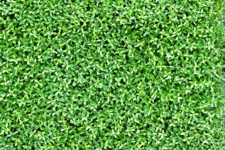 artificial tiny green leaves texture for backgroundの写真素材