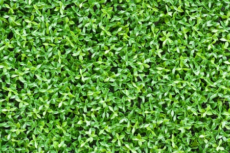 artificial tiny green leaves texture for backgroundの写真素材