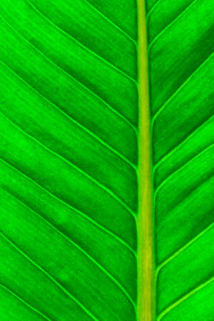 Close up view of fresh green leaf