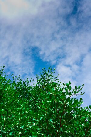Green leave on blue sky with cloud backgroundの写真素材