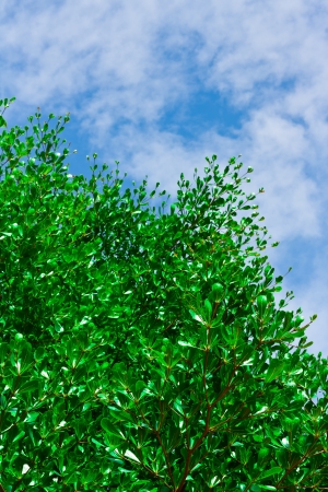 Green leave on blue sky with cloud backgroundの写真素材