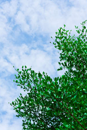 Green leave on blue sky with cloud backgroundの写真素材