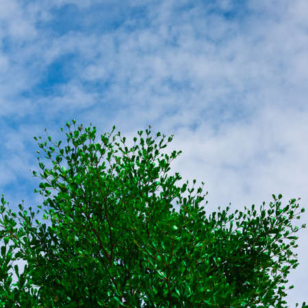 Green leave on blue sky with cloud backgroundの写真素材