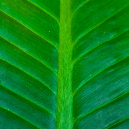 Close up view of fresh green leafの写真素材
