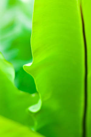 Close up view of fresh green leafの写真素材