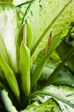 Close up view of fresh green leafの写真素材
