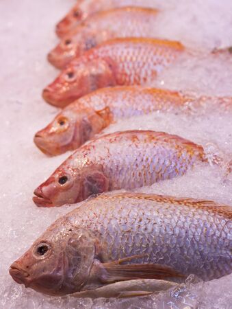 A lot of red snapper fishes on ice