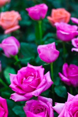 Beautiful Pink Rose Flower against Green and Pink Foliage Backgroundの写真素材