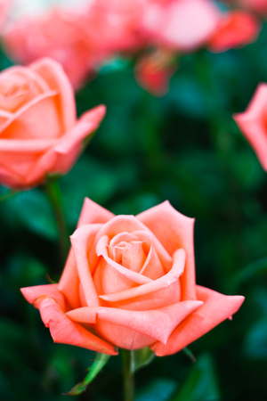 Beautiful Pink Rose Flower against Green Foliage Backgroundの写真素材