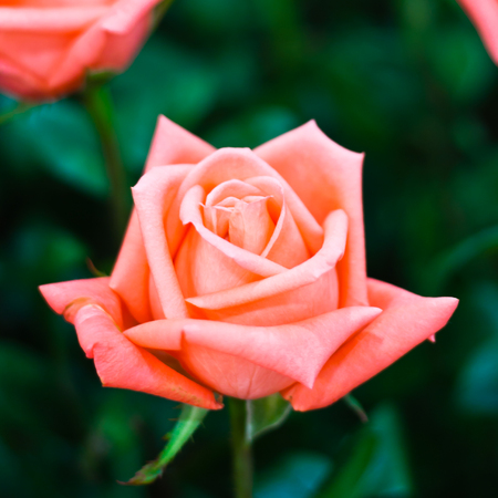 Beautiful Pink Rose Flower against Green Foliage Backgroundの写真素材