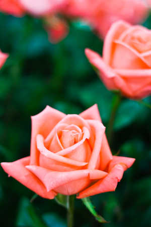 Beautiful Pink Rose Flower against Green Foliage Backgroundの写真素材
