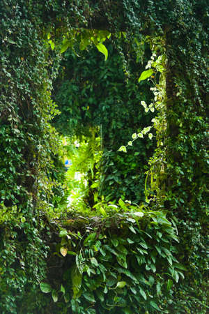 Window made from cut of garden bushの写真素材