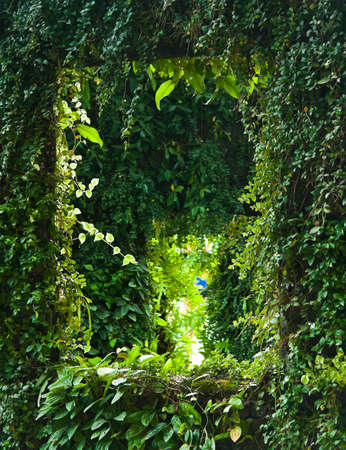 Window made from cut of garden bushの写真素材
