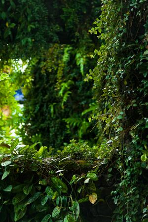 Window made from cut of garden bushの写真素材