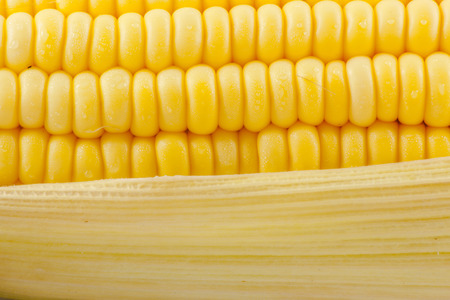 Grains of Ripe Corn with Water Dropletsの写真素材