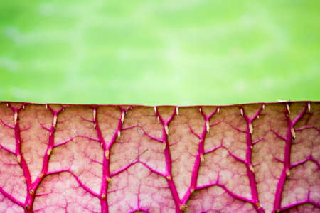 Closed Victoria Waterlily texture