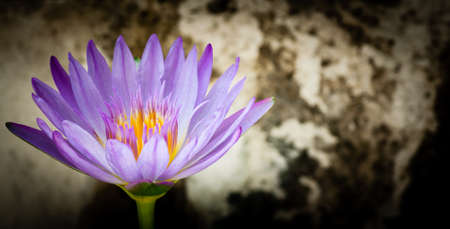 Purple lily with yellow stamens are blooming against a dark old backdrop.の写真素材