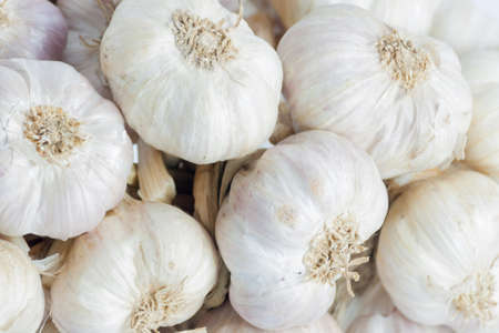 White garlic texture. Fresh garlic closeup. Spicy cooking ingredient picture. White garlic head heap. top view.の写真素材