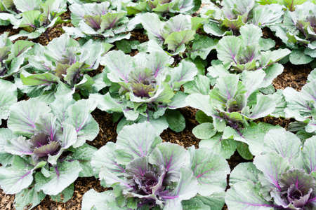Organic fresh collard green in the garden for daily nutrition needsの写真素材