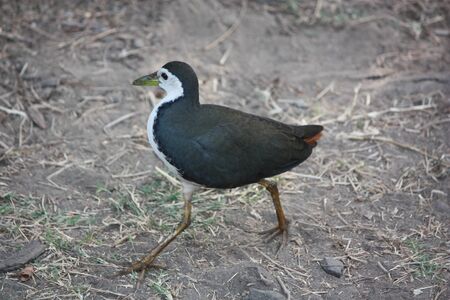 birdsの写真素材