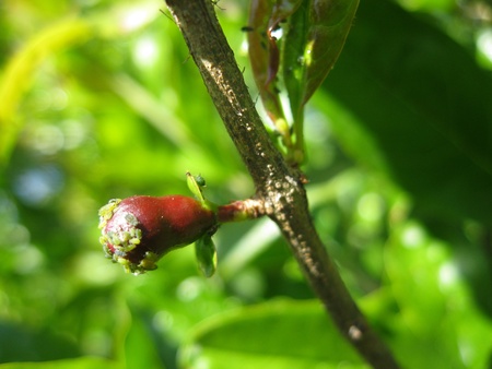 Aphidsの写真素材