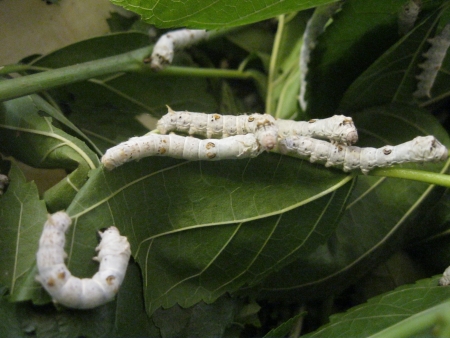 silkworm larvaeの写真素材