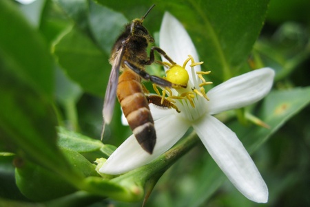 Honeybeeの写真素材